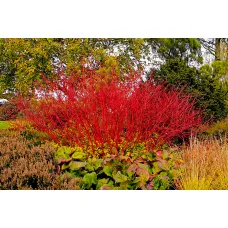 Дерен кроваво-красный Винтер Бьюти, 20-30 см.