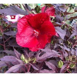 Гибискус болотный Гэнт Рэд, 40-60 см.