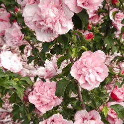 Гибискус сирийский Пинк Шифон, 20-40 см.