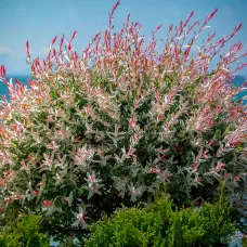 Ива цельнолистная Фламинго, 50-70 см.