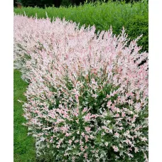 Ива цельнолистная Хакуро-Нишики, 20-30 см.