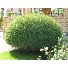 Ива пурпурная Нана, 20-30 см.