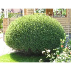 Ива пурпурная Нана, 20-30 см.