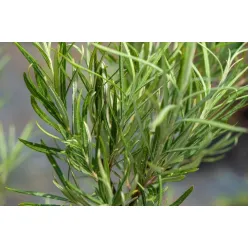 Ива розмаринолистная, 20-30 см.