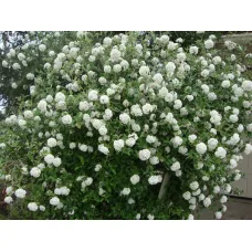 Калина Берквуда Анна Рассел, 20-30 см.