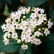 Калина лавролистная Ева Прайс, 20-30 см.