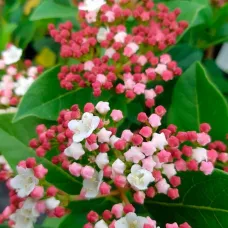 Калина лавролистная Гвенллиан, 20-30 см.