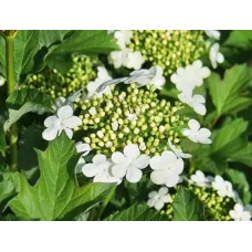 Калина обыкновенная Компактум, 20-30 см.