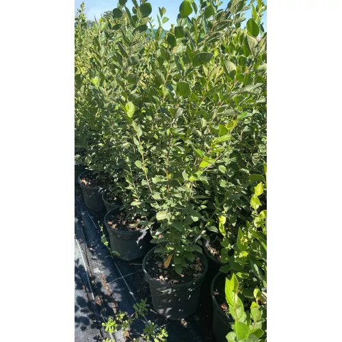 Кизильник блестящий, 50-70 см.