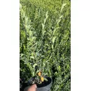 Кизильник блестящий, 50-70 см.