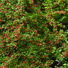 Кизильник нань-шаньский Боер, 20-30 см.