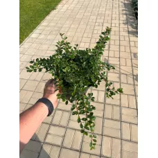 Кизильник даммера Мункрепер, 20-30 см.