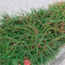 Кизильник укореняющийся Эйхольц, 20-30 см.