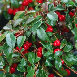 Кизильник Даммера Миранда, 20-30 см.