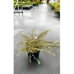 Кизильник горизонтальный Вариегатус, 40-50 см.