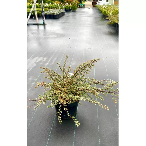 Кизильник горизонтальный Вариегатус, 40-50 см. Кизильник горизонтальный Вариегатус, 40-50 см.