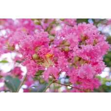 Лагерстремия индийская Берри Дазл, 40-60 см.