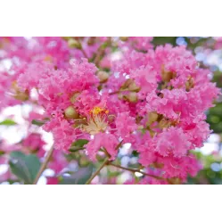 Лагерстремия индийская Берри Дазл, 40-60 см.