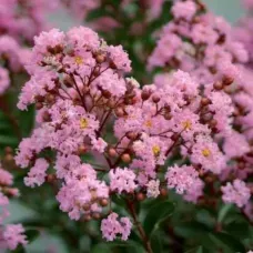 Лагерстремия индийская Эвелин, 20-40 см.