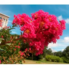 Лагерстремия индийская Кокцинеус, 20-40 см.