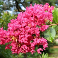 Лагерстремия индийская Петит Орхид, 20-40 см.