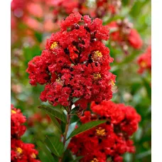 Лагерстремия индийская Петит Ред, 20-40 см.