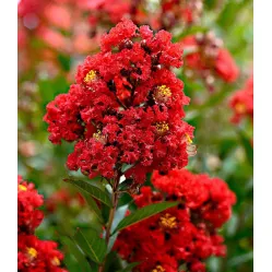 Лагерстремия индийская Петит Ред, 20-40 см.