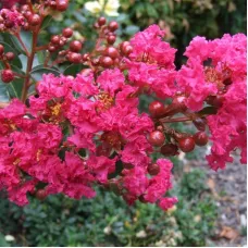 Лагерстремия индийская Сибурн, 20-40 см.