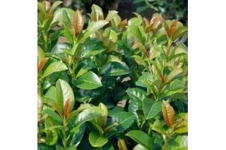 Лавровишня лекарственная Бонапарт, 20-40 см.