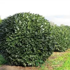 Лавровишня лекарственная Элли, 20-40 см.