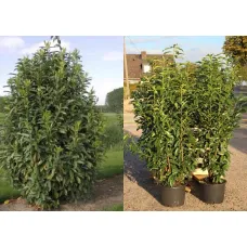 Лавровишня лекарственная Мариблон, 20-40 см.