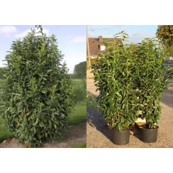 Лавровишня лекарственная Мариблон, 20-40 см.