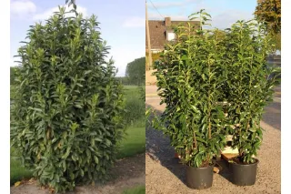 Лавровишня лекарственная Мариблон, 20-40 см.