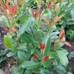 Лавровишня лекарственная Он Файр, 20-40 см.