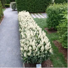 Лавровишня лекарственная Отто Люкен, 20-40 см.