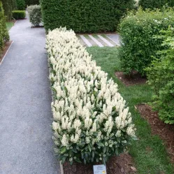 Лавровишня лекарственная Отто Люкен, 20-40 см.