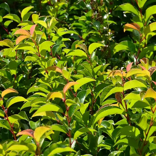 Лавровишня португальская Тико, 40-50 см.