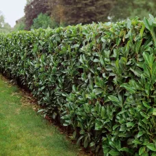 Лавровишня лекарственная кавказская, 20-40 см.