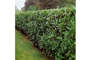 Лавровишня лекарственная кавказская, 20-40 см.