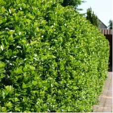 Падуб мезерва Блю Принц, 1.2-1.4 метра