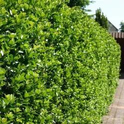 Падуб мезерва Блю Принц, 1.2-1.4 метра