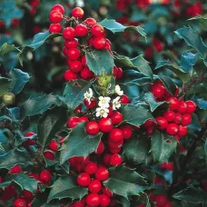 Падуб мезерва Блю Принцесс, 20-40 см.