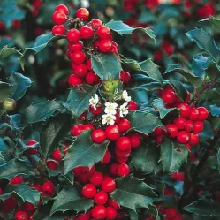 Падуб мезерва Блю Принцесс, 20-40 см.