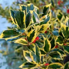 Падуб остролистный Голден Кинг, 20-40 см.