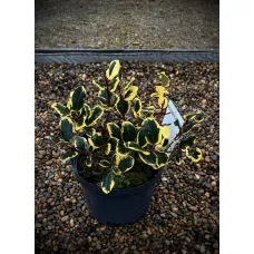 Падуб остролистный Голден Кинг, 20-40 см.