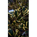 Падуб остролистный Голден Кинг, 20-40 см.