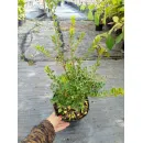 Падуб городчатый Грин Хедж, 30-50 см.