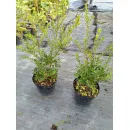 Падуб городчатый Грин Хедж, 30-50 см.