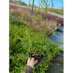 Падуб городчатый Грин Хедж, 30-50 см.