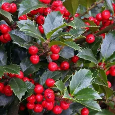 Падуб мезерва Хекенфи, 20-40 см.